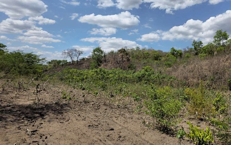 LOTE 1: Terreno com 76.565ha - Pindaíba BAIXA GRANDE DO RIBEIRO PI, localizado em Baixa Grande Do Ribeiro - PI
