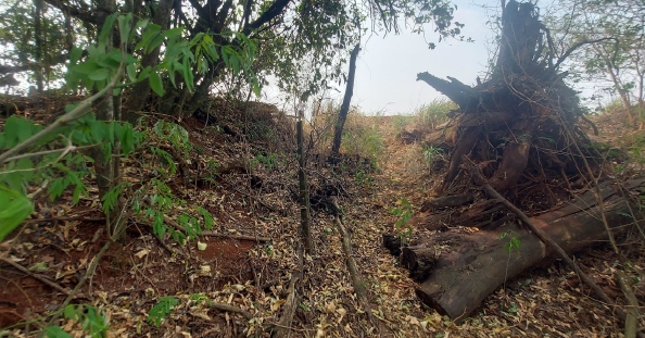 LOTE 2: Lote Rural com 20.750,68 m² - Fazenda Britânia, localizado em Mercedes - PR