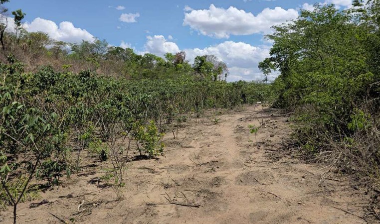 LOTE 1: Terreno com 76.565ha - Pindaíba BAIXA GRANDE DO RIBEIRO PI, localizado em Baixa Grande Do Ribeiro - PI